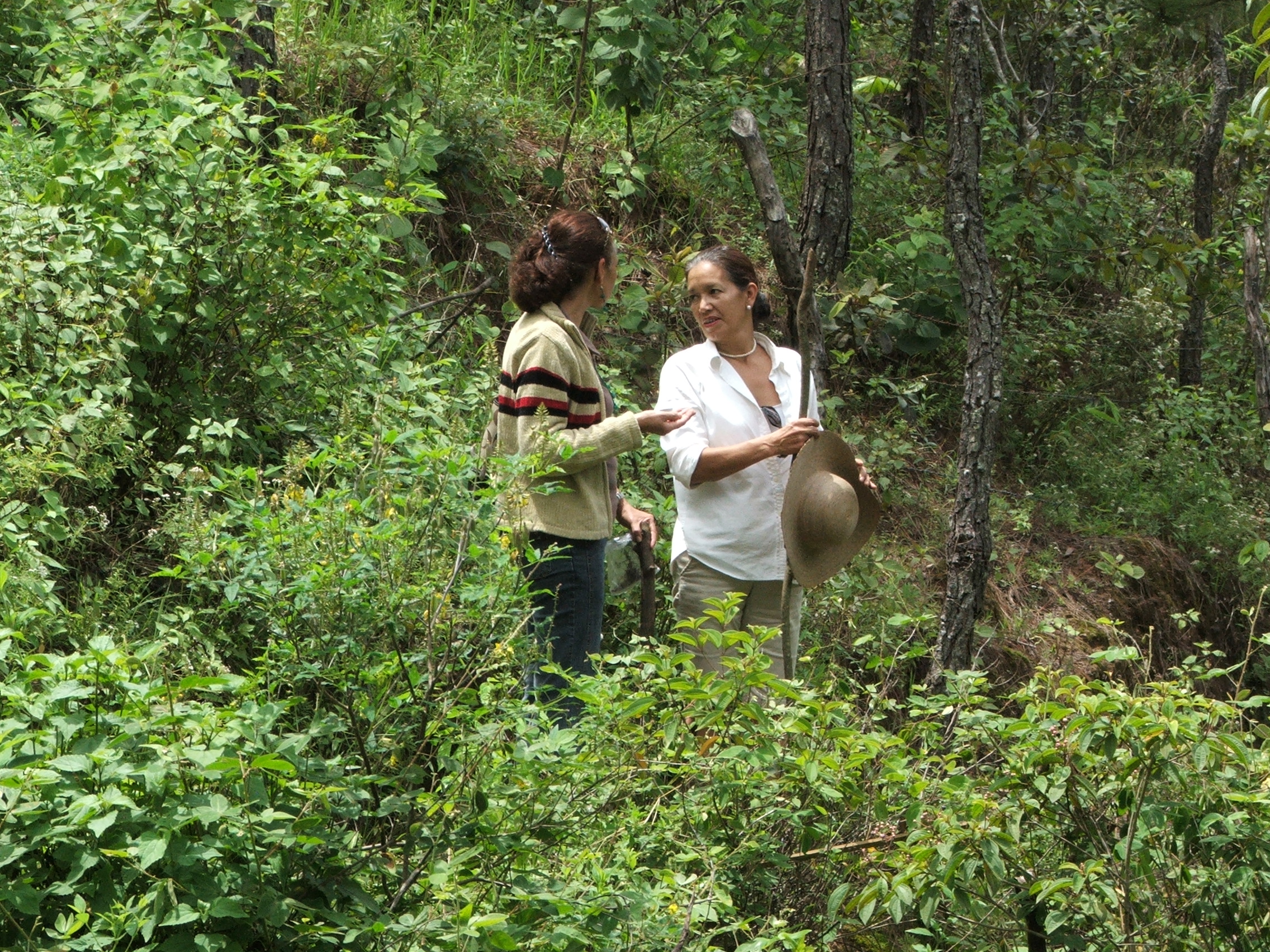 Encuentro en el bosque